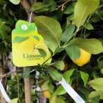  Citrónovník (Citrus limon) ´MEYERI´ - výška 140-150 cm, obvod kmeňa 4/6 cm, kont. C35L